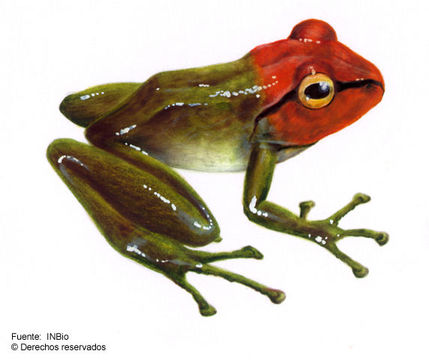 Image of Pristimantis moro (Savage 1965)