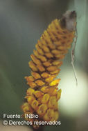 Image of Elleanthus hymenophorus (Rchb. fil.) Rchb. fil.