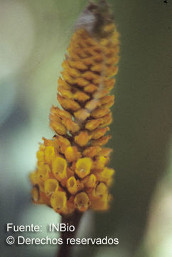 Image of Elleanthus hymenophorus (Rchb. fil.) Rchb. fil.