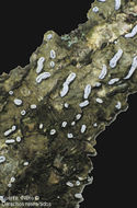 Image of Afzel's script lichen