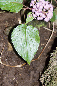 Sivun Fleischmannia plectranthifolia (Benth. ex Oersted) R. King & H. Rob. kuva