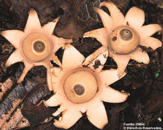 Image of Sessile Earthstar