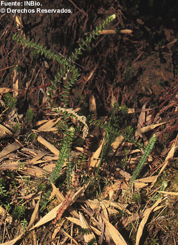 Sivun Jamesonia rotundifolia Fée kuva