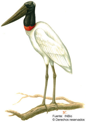 Image of Jabiru Hellmayr 1906