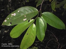 Plancia ëd Licania operculipetala Standl. & L. O. Williams