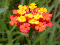 Image of lantana