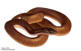 Image of Mexican burrowing pythons