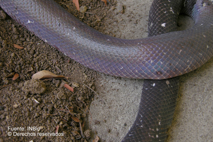 Image of Mexican burrowing pythons