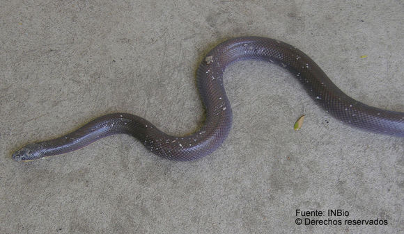 Image of Mexican burrowing pythons