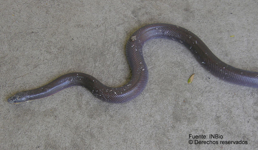 Image of Mexican burrowing pythons