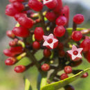 Plancia ëd Macleania rupestris (Kunth) A. C. Sm.