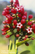 Image of Neotropical Blueberry