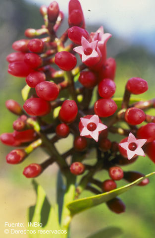 Sivun Macleania rupestris (Kunth) A. C. Sm. kuva