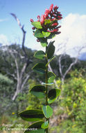 Слика од Macleania rupestris (Kunth) A. C. Sm.