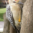 Image of Hoffmann's Woodpecker