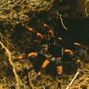 Image of Costa Rican Red Leg Tarantula