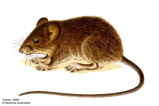 Image of pygmy rice rat