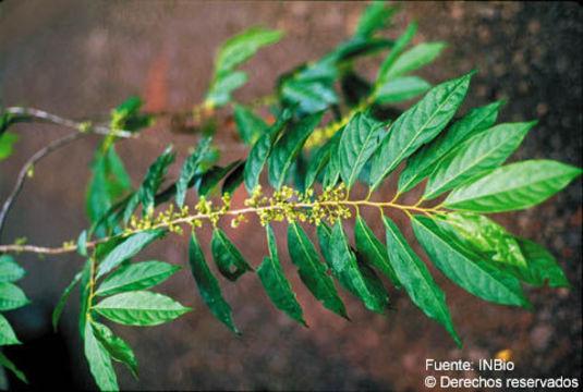 Image of Perrottetia sessiliflora Lundell