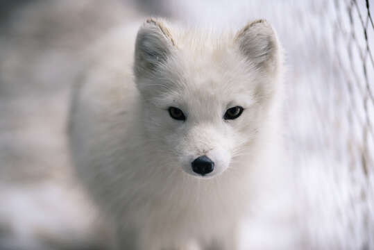 Image of Arctic Fox