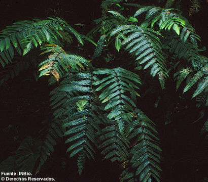 Sivun Pteris speciosa Mett. ex Kuhn kuva