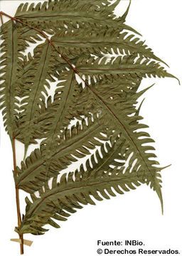 Image of Pteris speciosa Mett. ex Kuhn