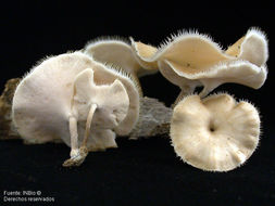 Imagem de <i>Polyporus tricholoma</i> Mont.