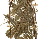 Pteris paucinervata Fée的圖片