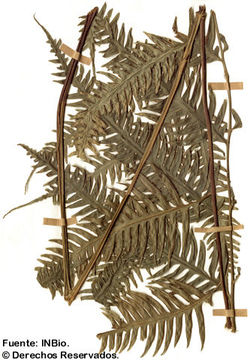 Pteris paucinervata Fée的圖片