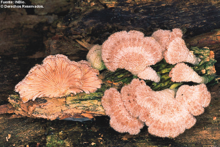 Image of Schizophyllaceae