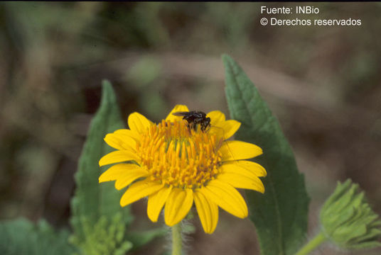 Image of <i>Simsia foetida</i> var. <i>grandiflora</i> (Benth.) D. M. Spooner