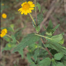 Imagem de <i>Simsia foetida</i> var. <i>grandiflora</i> (Benth.) D. M. Spooner