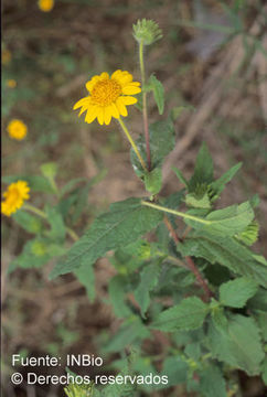 Image of <i>Simsia foetida</i> var. <i>grandiflora</i> (Benth.) D. M. Spooner