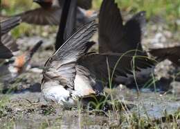 Image of American Cliff Swallow