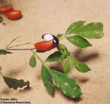 Image of Swartzia myrtifolia Sm.