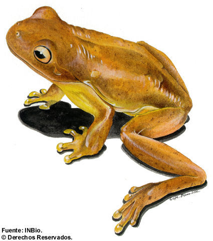 Image of Loquacious Treefrog