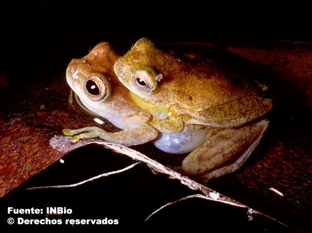 Image of Loquacious Treefrog