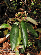Image of Vismia macrophylla Kunth