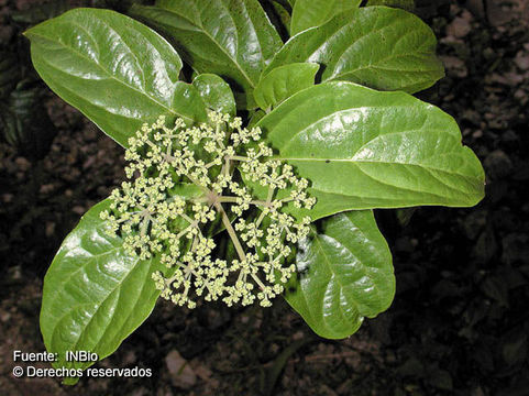 Image of Viburnum costaricanum (Oerst.) Hemsl.