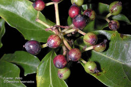 Image de Viburnum costaricanum (Oerst.) Hemsl.