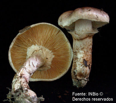 Imagem de Tricholoma caligatum (Viv.) Ricken 1914