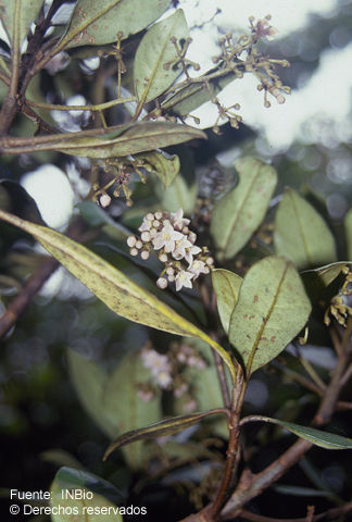 Plancia ëd Ardisia pleurobotrya J. D. Sm.