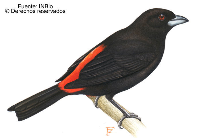 Image of Passerini's Tanager