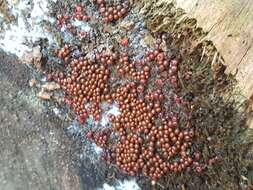 Image of Egg-shell Slime Mould