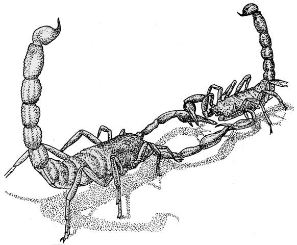 Image of <i>Centruroides bicolor</i> (Pocock 1898)