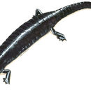 Image of Tapantí Giant Salamander