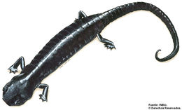 Image of Tapantí Giant Salamander