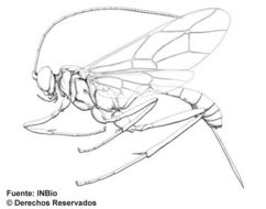 Image of Polycyrtus ornatifrons Cushman 1931