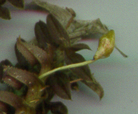 Image of arboreal leafystem orchid