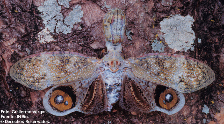 Image of Lantern Fly