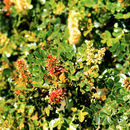 Sivun Weinmannia fagaroides Kunth kuva